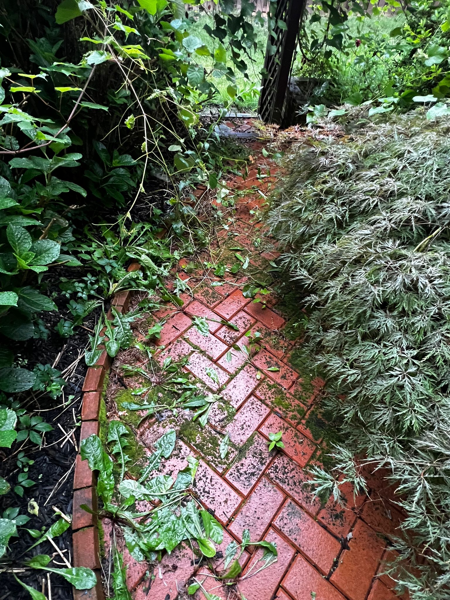 Before - Landscasping